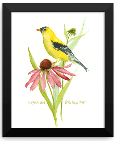 Goldfinch Print Framed