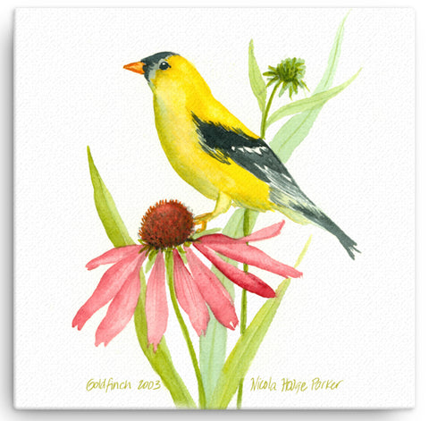 Goldfinch 12"x12" Print on Canvas