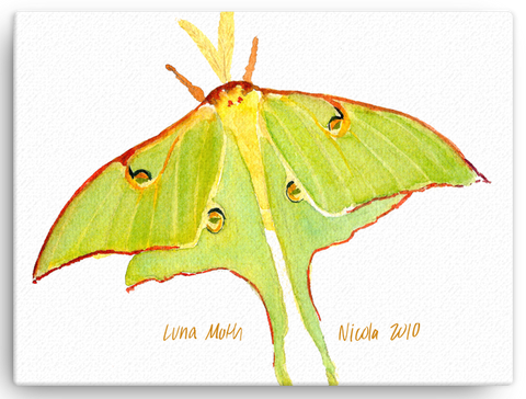 Luna Moth 12"x16" Print on Canvas