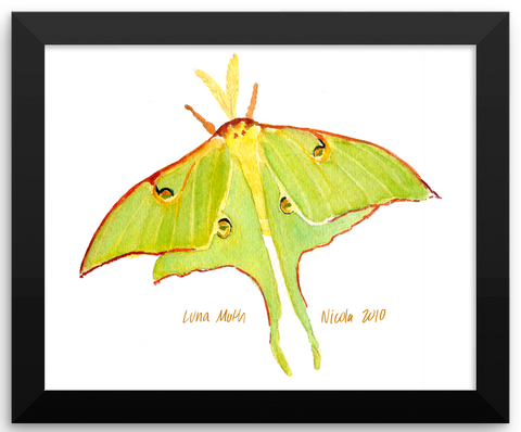 Luna Moth Framed Print