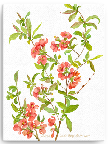 Quince Blossom Print on Canvas - several sizes