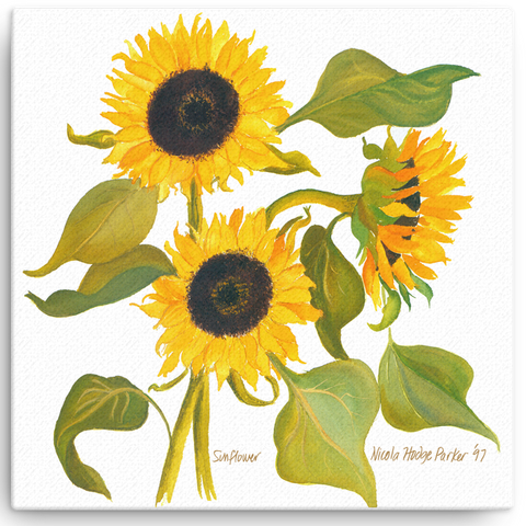 Sunflower Print on Canvas - several sizes